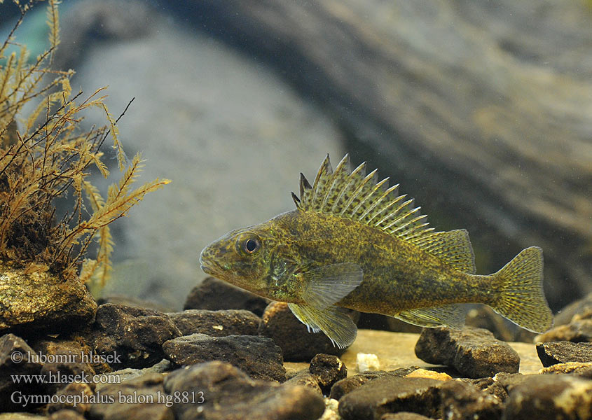 Gymnocephalus baloni Balon's ruffe Danube