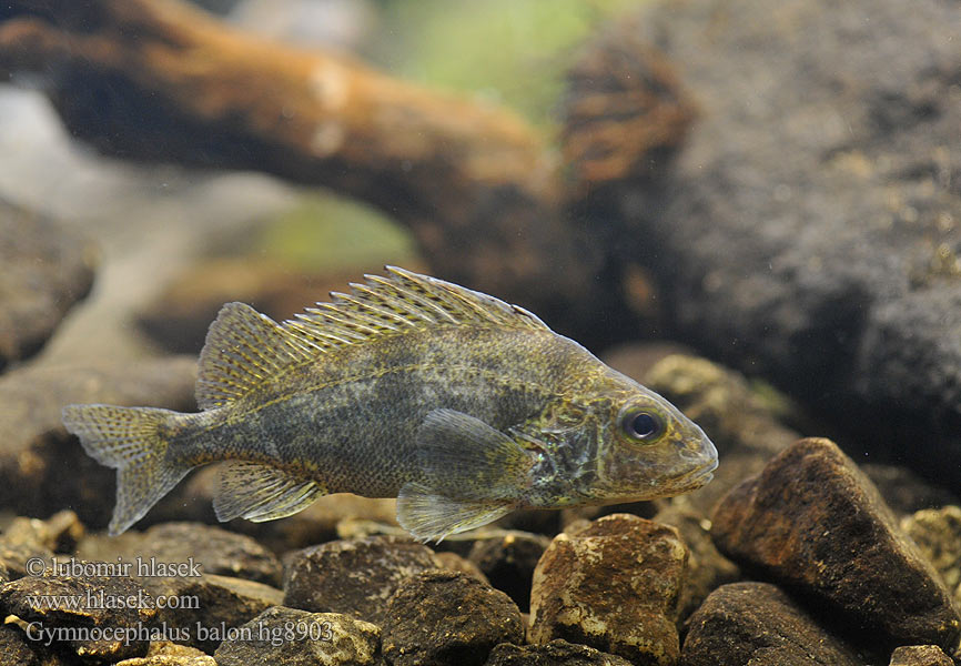 Gymnocephalus baloni Danube ruffe