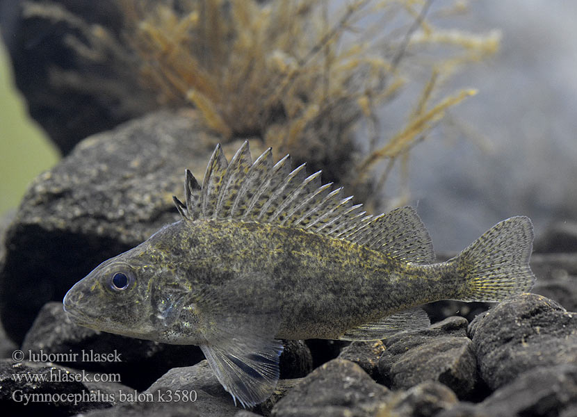 Gymnocephalus baloni Ježdík dunajský