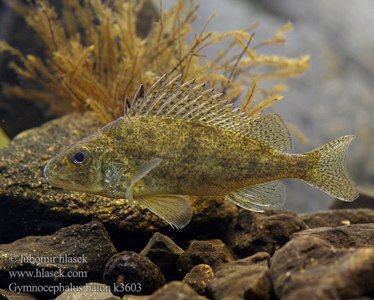 Gymnocephalus baloni Hrebenačka Balonova