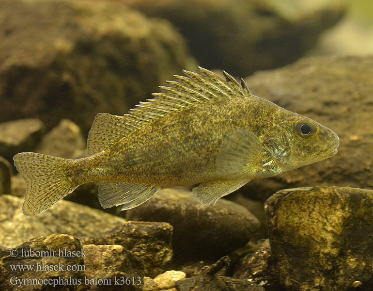 Gymnocephalus baloni Ерш Балони