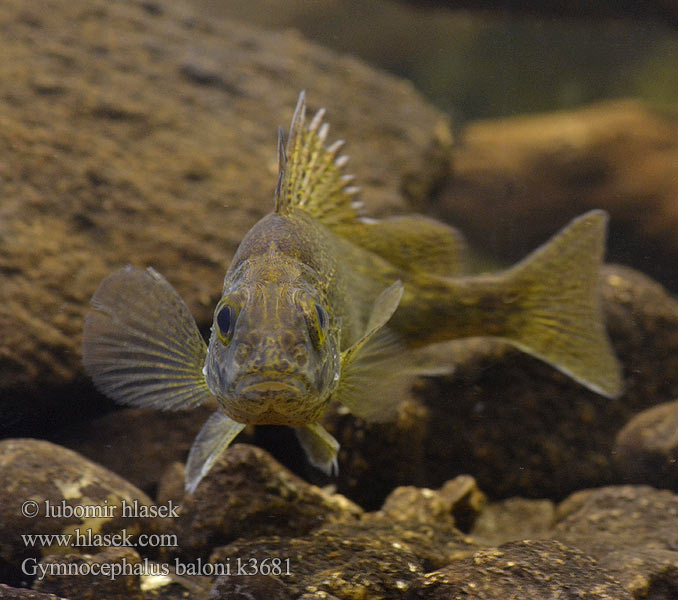 Gymnocephalus baloni Йорж дунайський