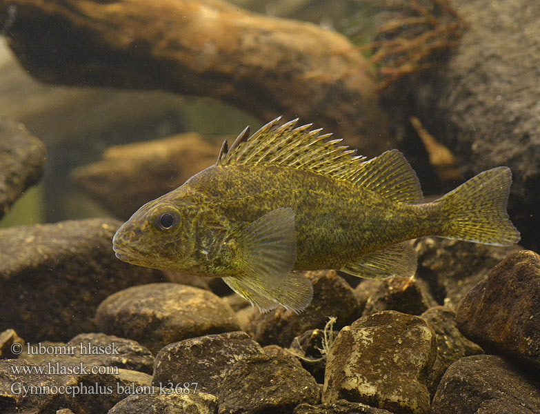 Gymnocephalus baloni Grbasti okun