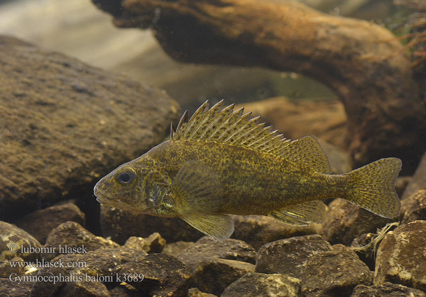 Balon's ruffe Gymnocephalus baloni