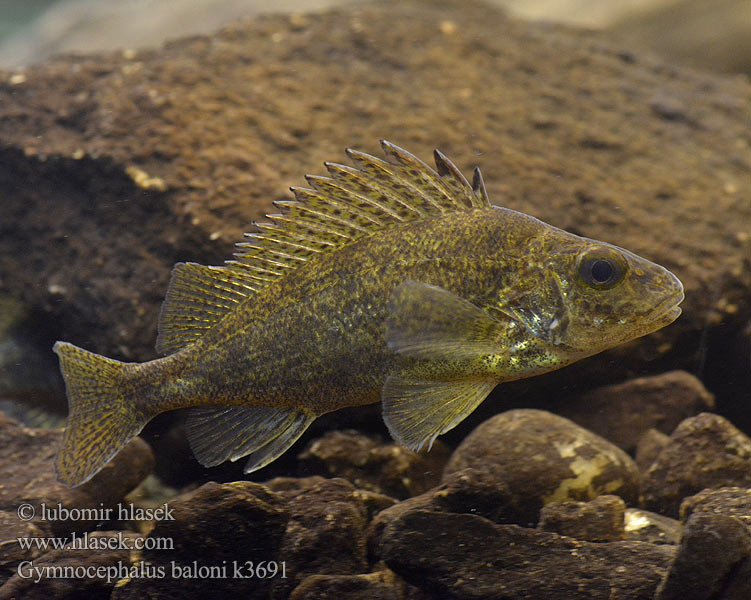 Danube ruffe Gymnocephalus baloni