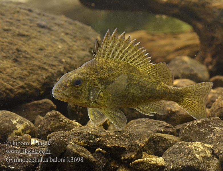 Ježdík dunajský Gymnocephalus baloni