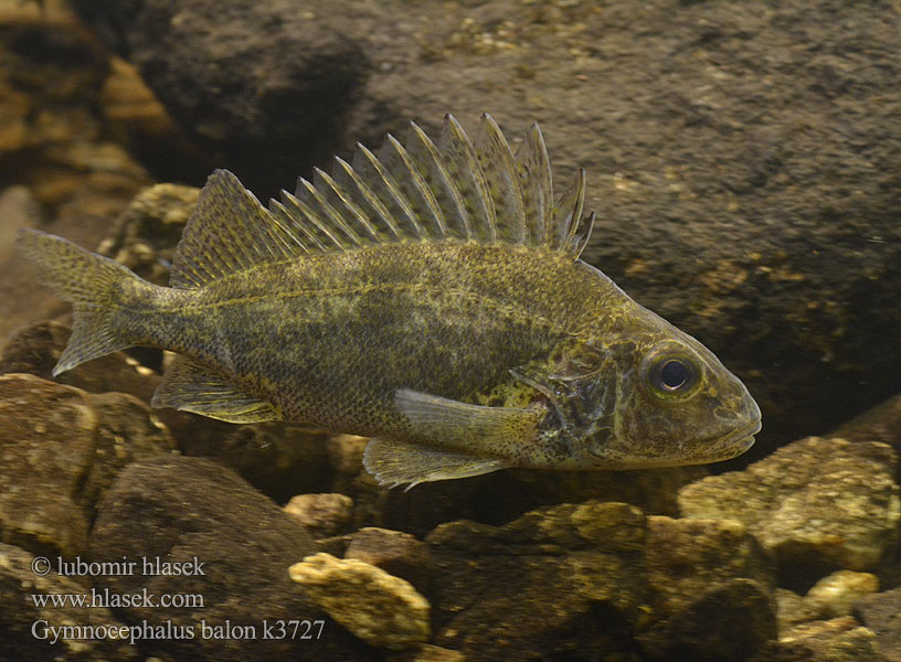 Hrebenačka Balonova Gymnocephalus baloni