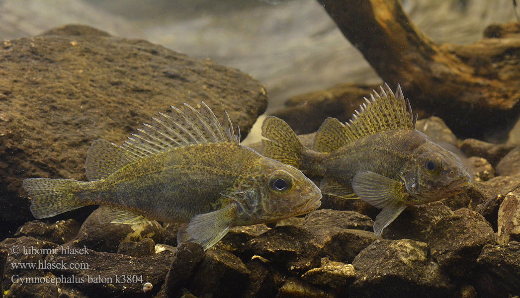 Йорж дунайський Gymnocephalus baloni