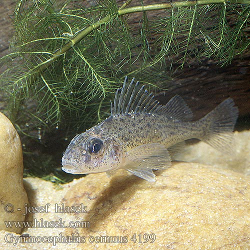 Gymnocephalus cernuus Ruffe Hork Kiiski Grémille Pos vágó