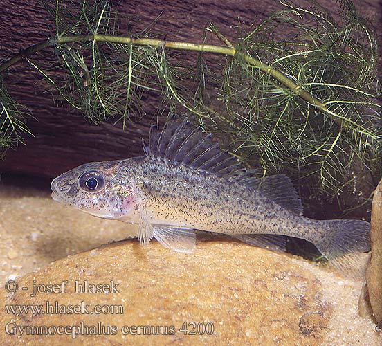 Gymnocephalus cernuus Kaulbarsch Jazgarz Hrebenačka fŕkaná