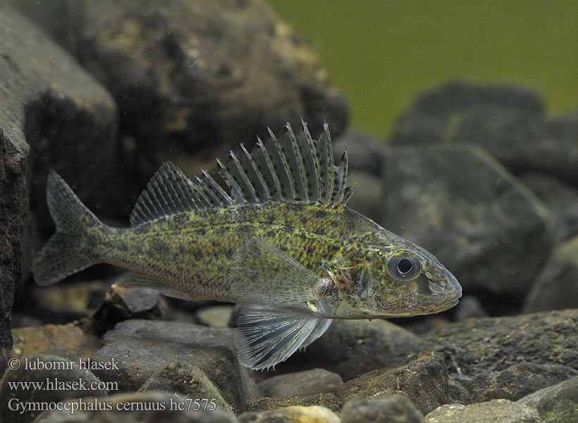 Gymnocephalus cernuus hc7575