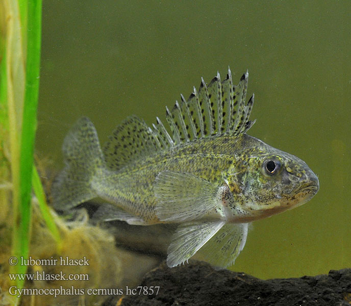 Ruffe Hork Kiiski Grémille Pos Vágó durbincs