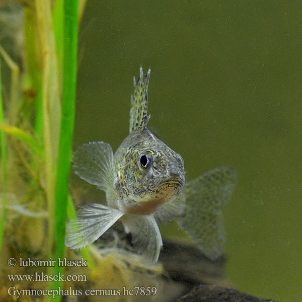 Gymnocephalus cernuus hc7859