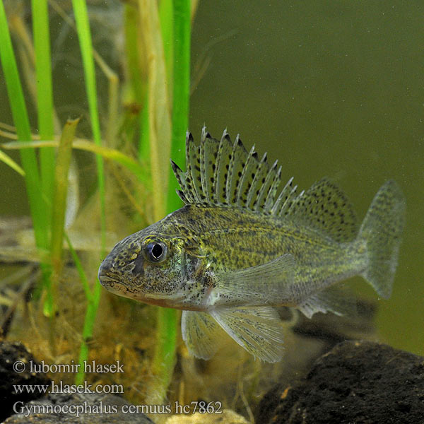 Gymnocephalus cernuus hc7862