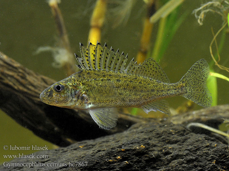 Gymnocephalus cernuus hc7867