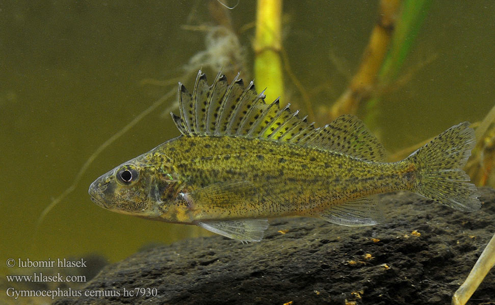 Gymnocephalus cernuus hc7930