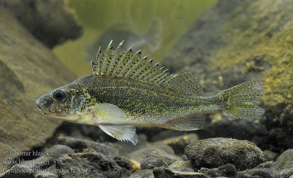 Gymnocephalus cernuus hc8599