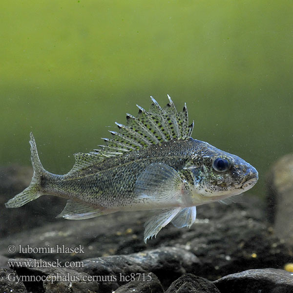 Gymnocephalus cernuus hc8715