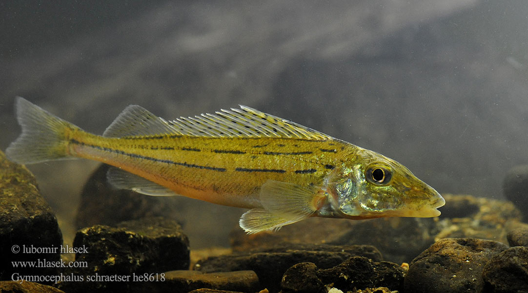 Schraetzer Striped ruffe Selymes durbincs Jazgarz dunajski