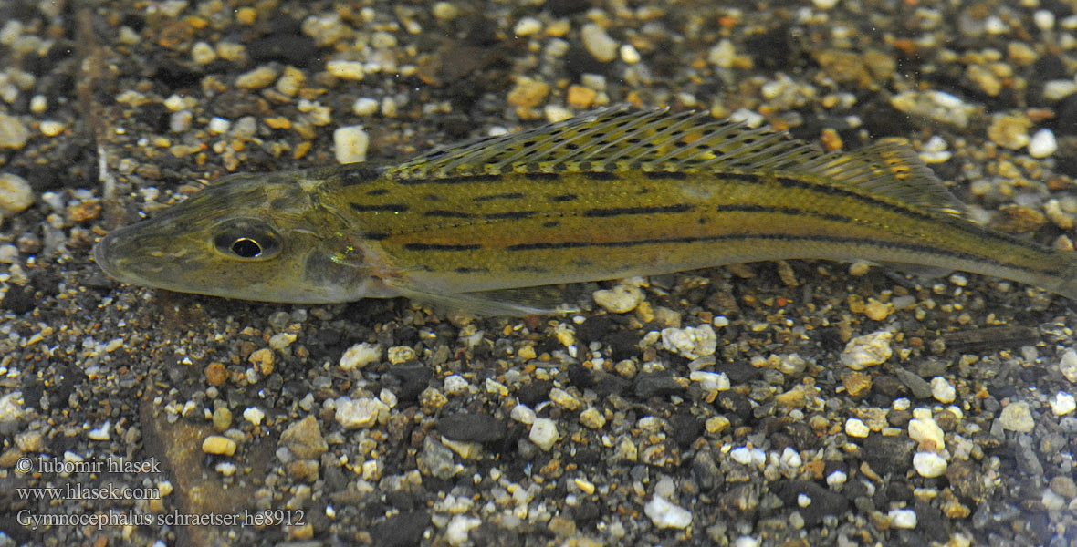 Schrätzer Schraetzer Striped ruffe Selymes durbincs