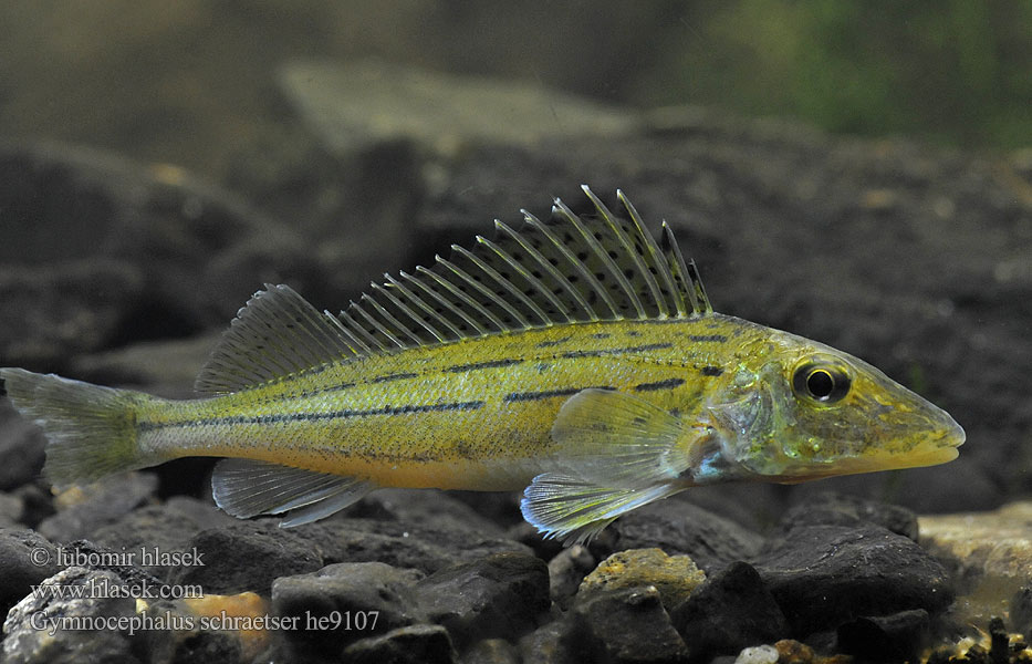 Hrebenačka pásavá Gymnocephalus schraetser