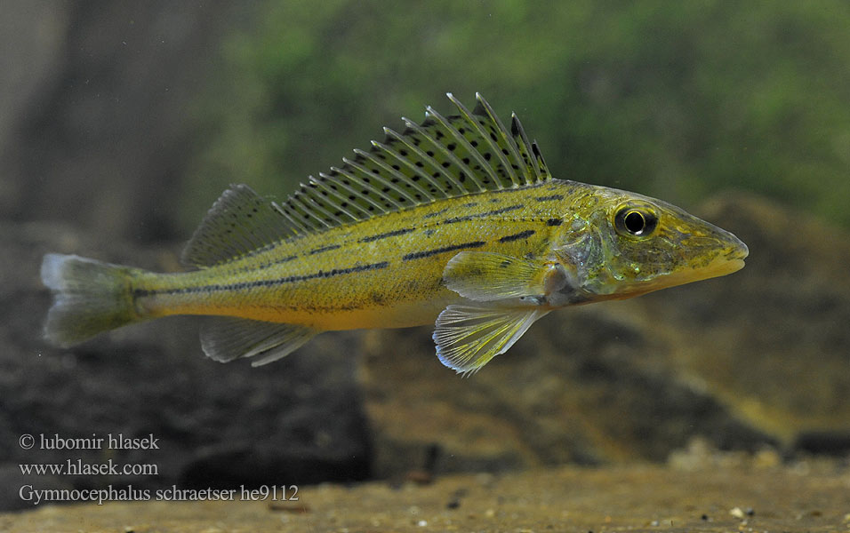 Gymnocephalus schraetser Hrebenačka pásavá