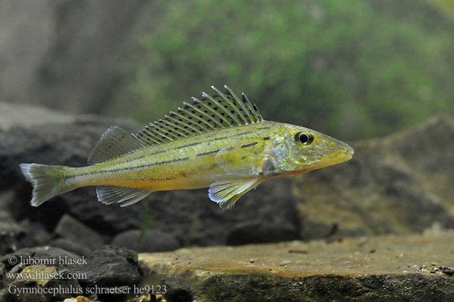 Gymnocephalus schraetser Ježdík žlutý