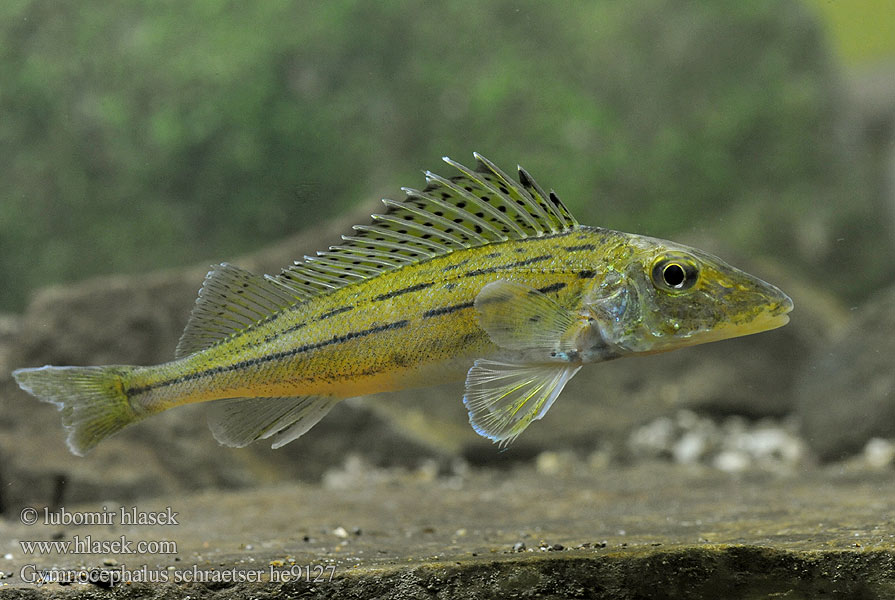 Gymnocephalus schraetser Schrätzer Striped