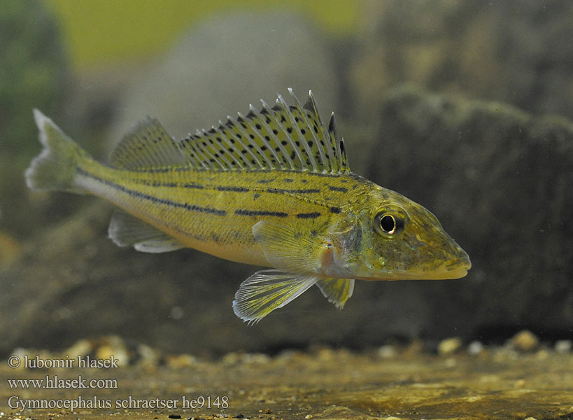 Gymnocephalus schraetser Schraetzer Striped ruffe