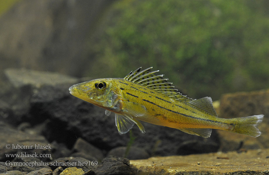 Gymnocephalus schraetser Schraetzer Selymes durbincs