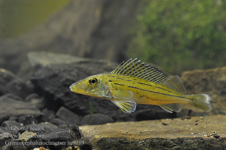 Gymnocephalus schraetser Ершполосатый