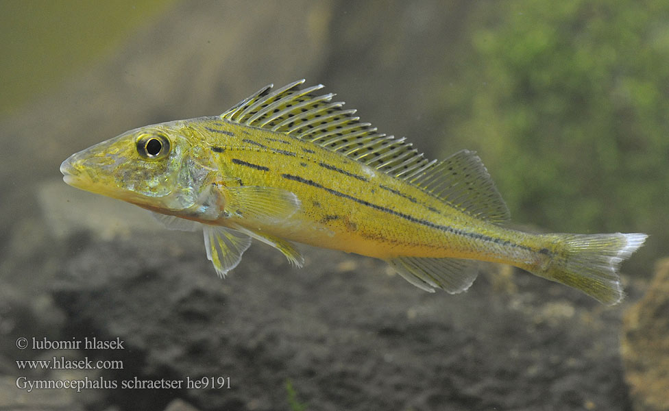 Gymnocephalus schraetser Савош зеленый