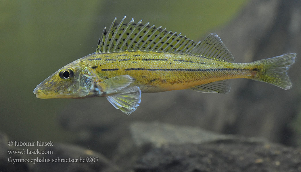 Gymnocephalus schraetser Йорж смугастий