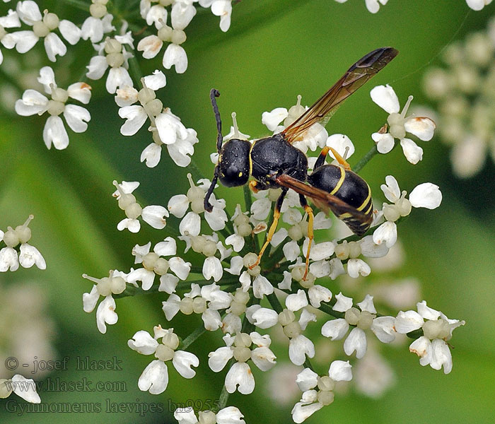 Gymnomerus laevipes