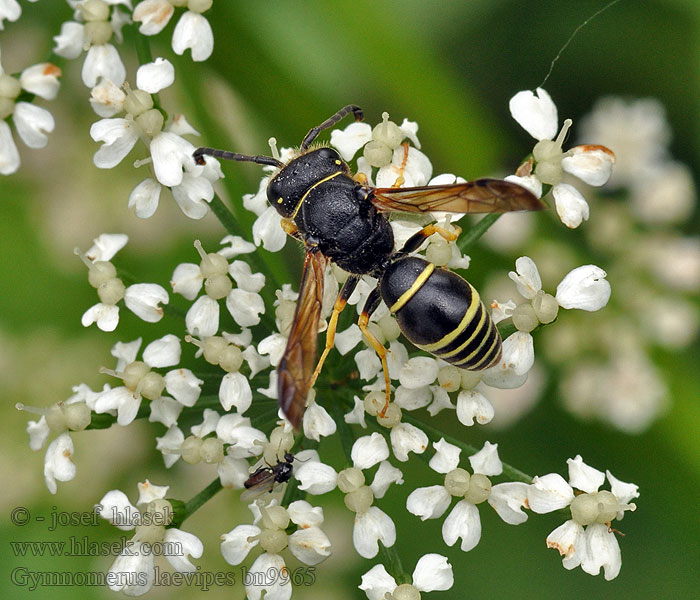 Gymnomerus laevipes