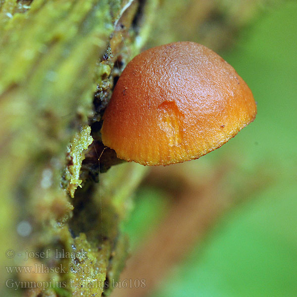 Gymnopilus bellulus Šupinovka červenohnědá Hübscher Flämmling