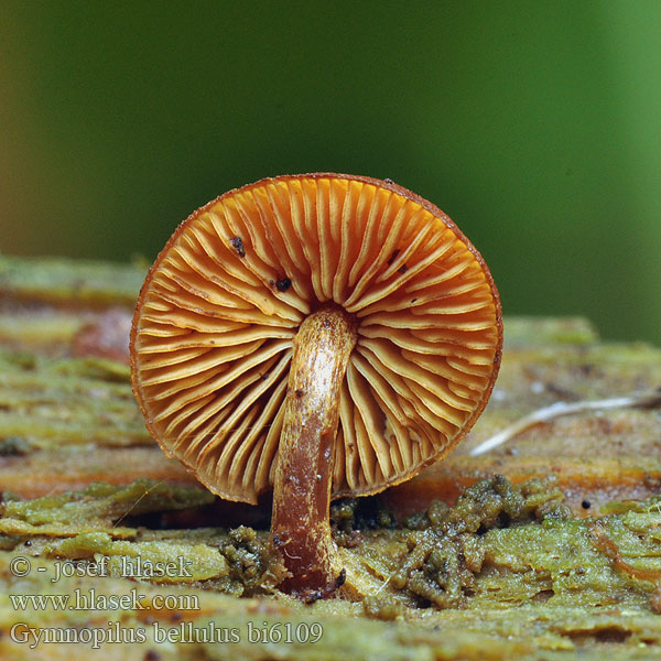 Gymnopilus bellulus bi6109
