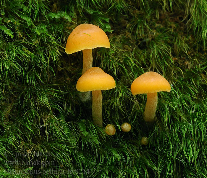 Gymnopilus bellulus Šupinovka červenohnědá