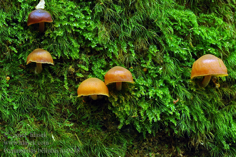 Gymnopilus bellulus Fagerbittersopp Fagerbolle