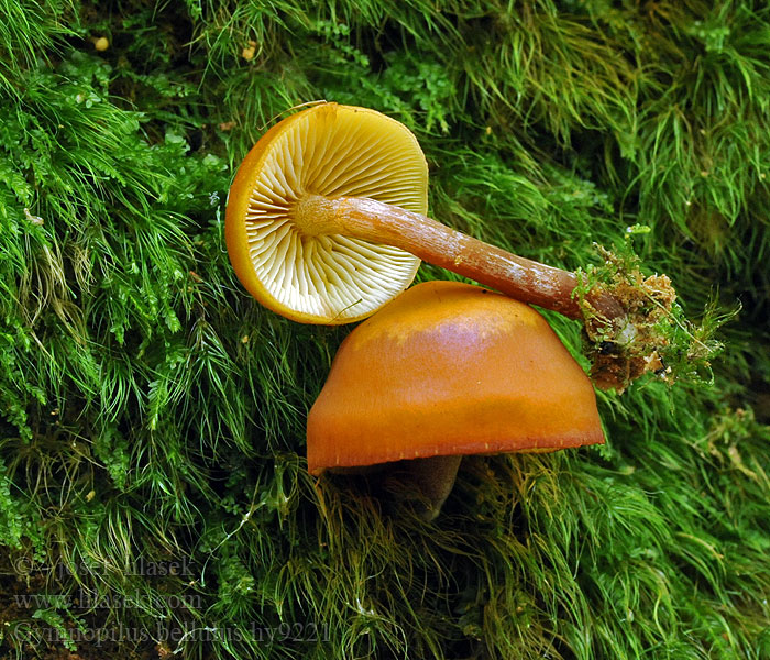 Gymnopilus bellulus Łysak piękny Гимнопил милый