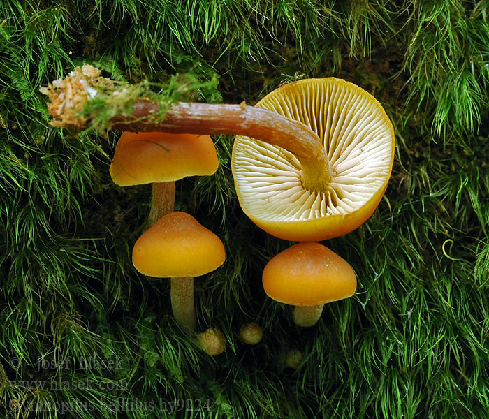 Gymnopilus bellulus Hübscher Flämmling