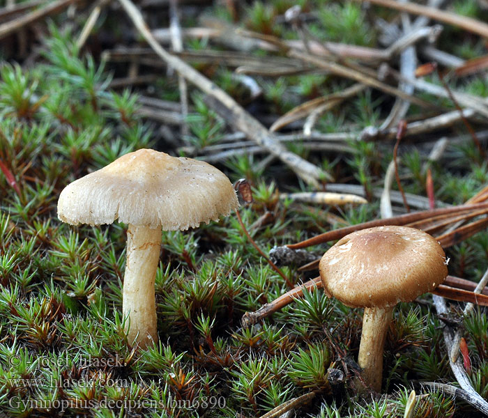 Gymnopilus decipiens Šupinovka pozemní Brandstellenflämmling Bålbittersopp