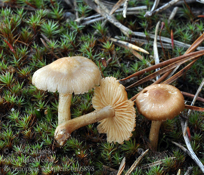 Brandstellenflämmling Bålbittersopp Gymnopilus decipiens Šupinovka pozemní