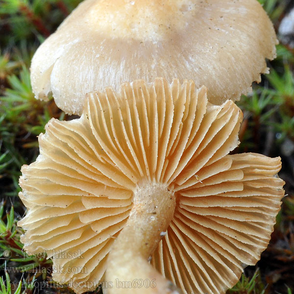 Šupinovka pozemní Brandstellenflämmling Bålbittersopp Gymnopilus decipiens