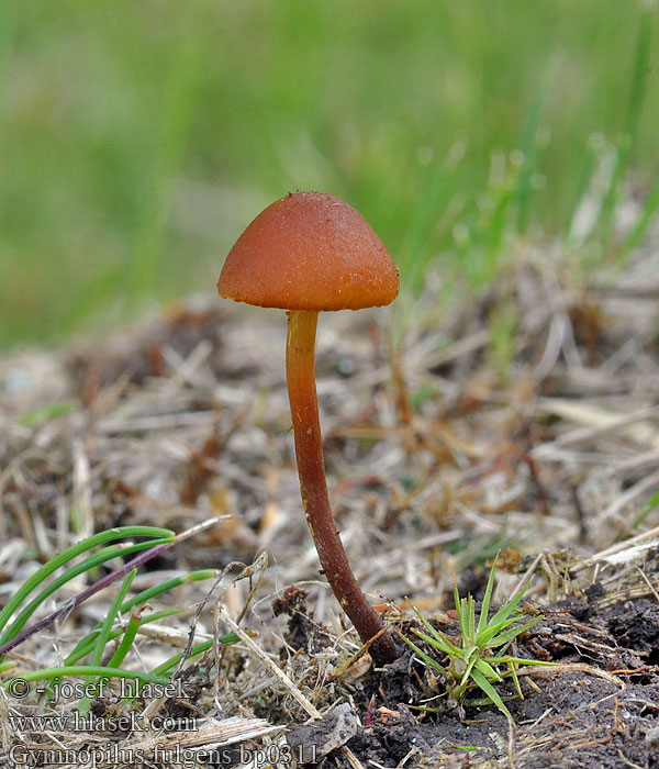 Gymnopilus fulgens Šupinovka zářivá Moorflämmling Veenvlamhoed Tørve-Flammehat Myrbitterskivling Rahkakarvaslakki Gymnopile lumineux Torvbittersopp Гимнопил сверкающий