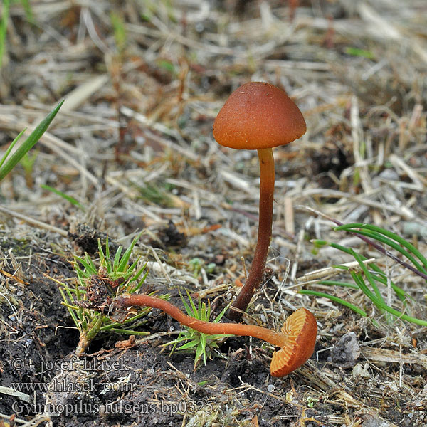 Gymnopilus fulgens Šupinovka zářivá Moorflämmling Veenvlamhoed Tørve-Flammehat Myrbitterskivling Rahkakarvaslakki Gymnopile lumineux Torvbittersopp Гимнопил сверкающий