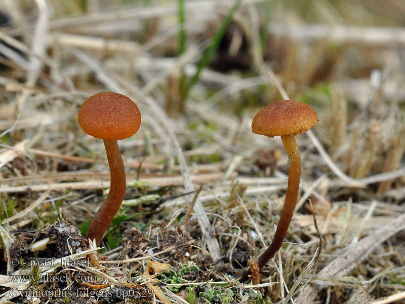 Gymnopilus fulgens Moorflämmling Veenvlamhoed Tørve-Flammehat Myrbitterskivling Rahkakarvaslakki Gymnopile lumineux Torvbittersopp Гимнопил сверкающий