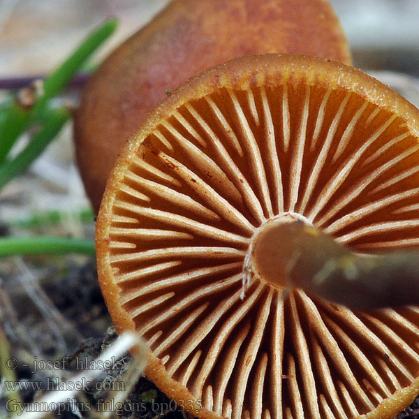 Gymnopilus fulgens bp0335