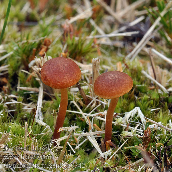 Gymnopilus fulgens bp0342