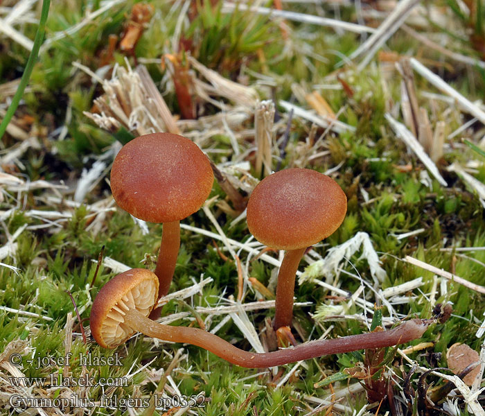 Gymnopilus fulgens Gymnopile lumineux Torvbittersopp Гимнопил сверкающий